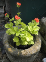 /album/fotogalerie-nabidka/geum-eos-jpg1/